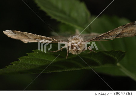 生き物 昆虫 ツマジロエダシャク、尺蛾の仲間。開張は三センチから四センチ程 生き物 昆虫 ツマジロエダシャク、尺蛾の仲間。開張は三センチから四センチ程 89047863