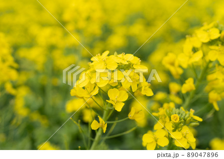 満開の菜の花畑 89047896