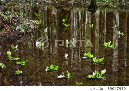 水面に映る水芭蕉 水面に映る水芭蕉 89047950