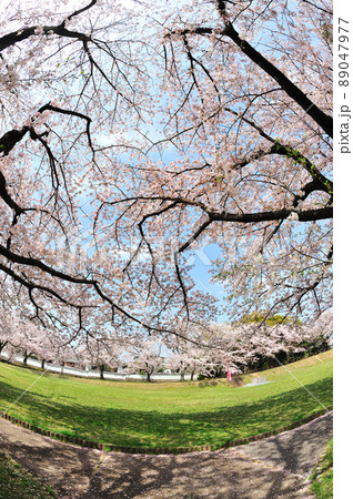 沓掛城址の桜 89047977