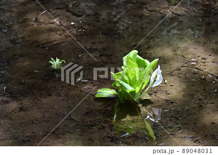 水面に映る水芭蕉 水面に映る水芭蕉 89048031