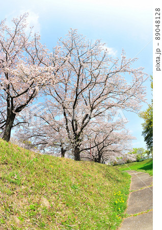 沓掛城址の桜 89048128