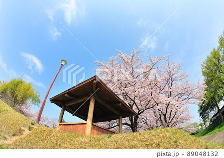 沓掛城址の桜 89048132