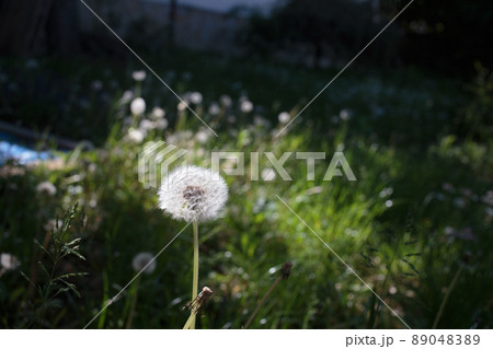 Fluffy dandelion lit by sunlight. Fluffy dandelion lit by sunlight. 89048389