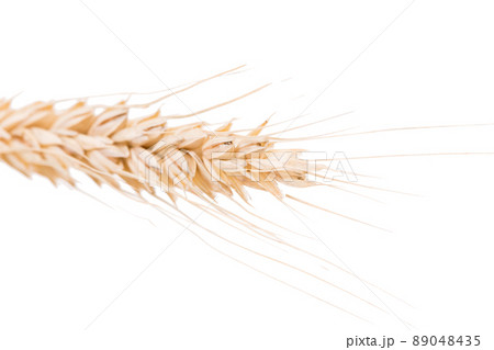 Ears of wheat isolated on white background. 89048435