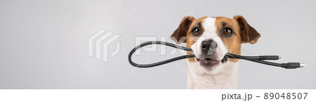 Dog jack russell terrier gnaws on a black usb wire on a white background. Copy space. 89048507