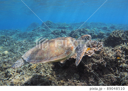 アオウミガメ　沖縄の海　水中写真 89048510