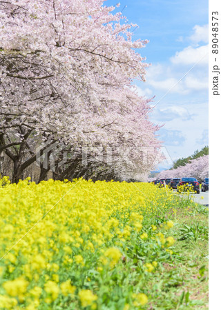 桜と菜の花ロード　大潟村 89048573