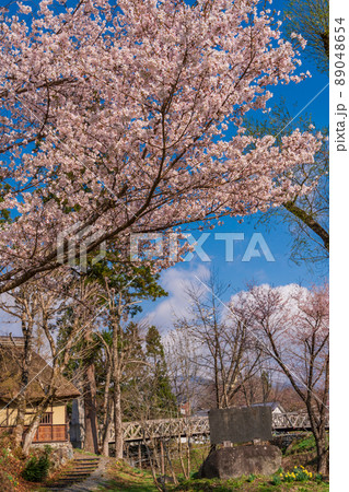 （長野県）桜が咲いた大出公園、北アルプスの展望 89048654