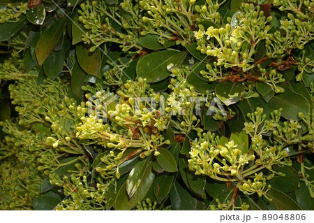 木いっぱいに蕾(花)を付けたタブノキ 木いっぱいに蕾(花)を付けたタブノキ 89048806