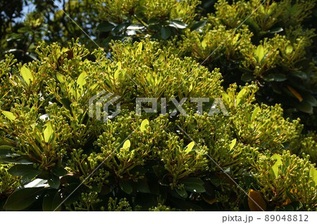 木いっぱいに蕾(花)を付けたタブノキ 89048812