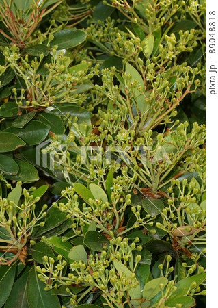 木いっぱいに蕾(花)を付けたタブノキ 木いっぱいに蕾(花)を付けたタブノキ 89048818