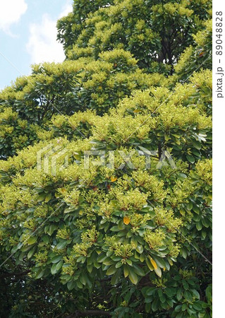 木いっぱいに蕾(花)を付けたタブノキ 木いっぱいに蕾(花)を付けたタブノキ 89048828