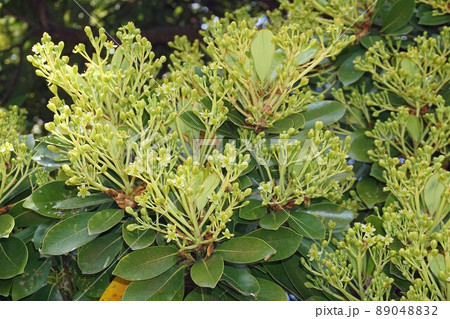 木いっぱいに蕾(花)を付けたタブノキ 89048832