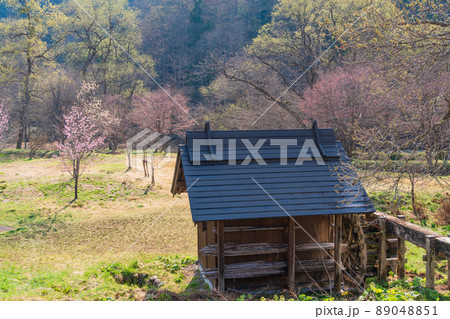 （長野県）桜が咲いた白馬大出公園、水車小屋 89048851