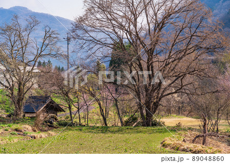 （長野県）桜が咲いた白馬大出公園、水車小屋 89048860