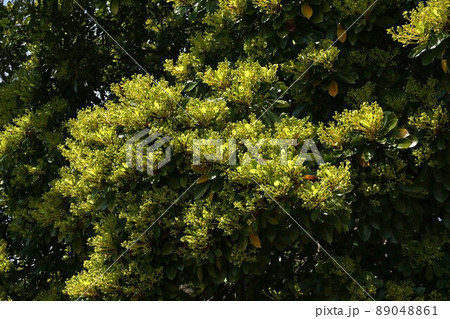 木いっぱいに蕾(花)を付けたタブノキ 木いっぱいに蕾(花)を付けたタブノキ 89048861