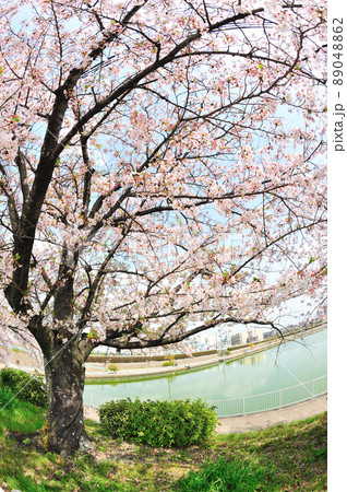 琵琶ヶ池の桜 89048862