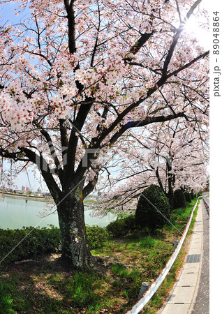琵琶ヶ池の桜 琵琶ヶ池の桜 89048864