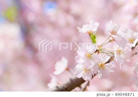 淡いピンクの思川桜 【クローズアップ】 【満開】 89048871