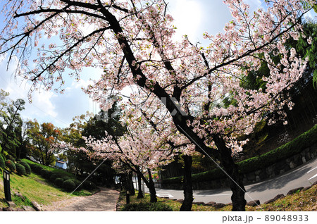 桶狭間古戦場の桜 桶狭間古戦場の桜 89048933
