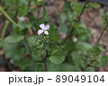 ラディッシュの花 89049104