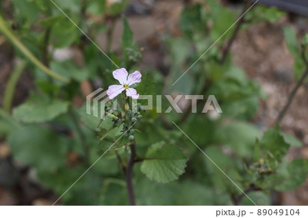 ラディッシュの花 89049104