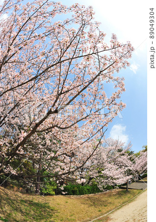 唐竹公園の桜 唐竹公園の桜 89049304