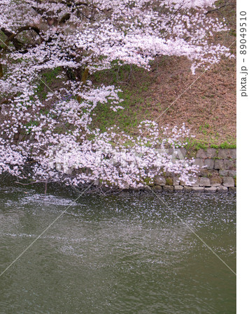 千鳥ヶ淵の桜風景 89049510