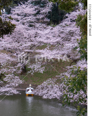千鳥ヶ淵の桜風景 89049511