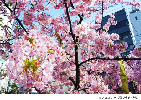 東京都世田谷区 桜神宮の河津桜 東京都世田谷区 桜神宮の河津桜 89049748