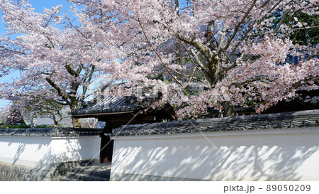京都　南禅寺の美しい桜 89050209