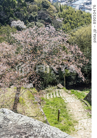 米子城跡の春景色 89050476