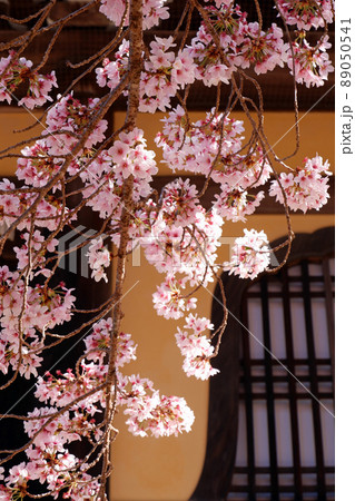 京都 南禅寺の美しい桜 京都 南禅寺の美しい桜 89050541