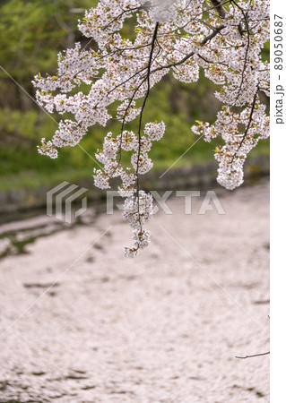 春の上杉神社 堀と桜の風景 山形県米沢市 春の上杉神社 堀と桜の風景 山形県米沢市 89050687