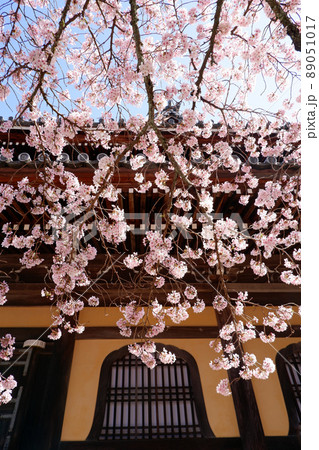 京都 南禅寺の美しい桜 京都 南禅寺の美しい桜 89051017