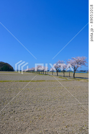 健康ロード　桜並木　能美市 89051018