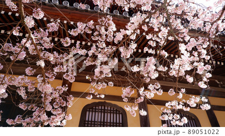 京都　南禅寺の美しい桜 89051022