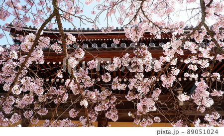 京都　南禅寺の美しい桜 89051024