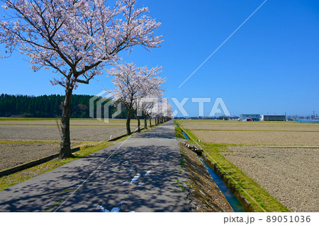 健康ロード　桜ロード　能美市 89051036