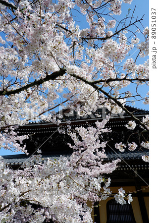 京都　南禅寺の美しい桜 89051037