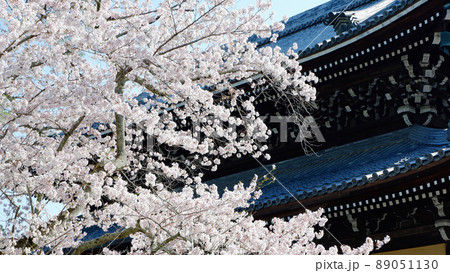 京都　南禅寺の美しい桜 89051130
