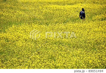 菜の花畑 菜の花畑 89051494