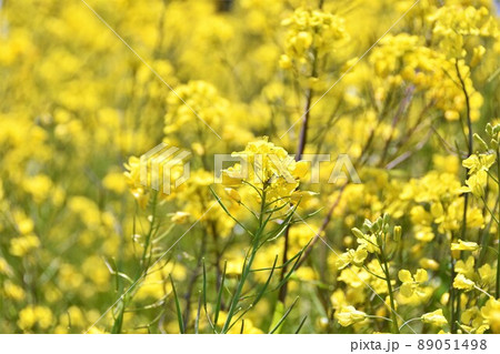 菜の花畑 菜の花畑 89051498