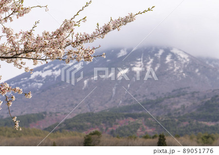 春の町営磐梯山牧場の桜と朝霧漂う磐梯山 福島県猪苗代町 春の町営磐梯山牧場の桜と朝霧漂う磐梯山 福島県猪苗代町 89051776