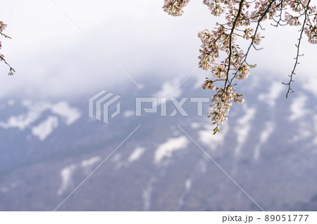 春の町営磐梯山牧場の桜と朝霧漂う磐梯山　福島県猪苗代町 89051777