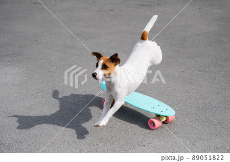 The dog rides a penny board outdoors. Jack russell terrier performing tricks on a skateboard The dog rides a penny board outdoors. Jack russell terrier performing tricks on a skateboard 89051822