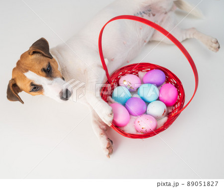 Top view of doggy jack russell terrier lying on a red basket with colorful eggs for easter on a white background 89051827