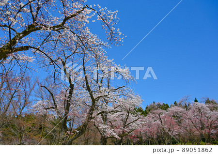 樹木公園　桜　白山市 89051862