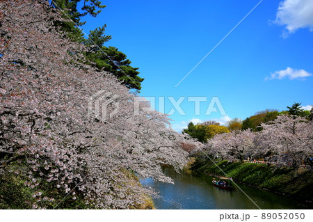 弘前公園杉の大橋周辺の満開の桜と中濠の観光船 弘前公園杉の大橋周辺の満開の桜と中濠の観光船 89052050